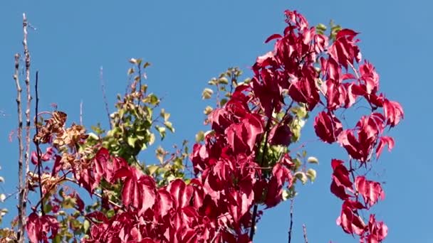 Leuchtend Rote Blätter Der Pflanze Gegen Den Blauen Himmel — Stockvideo