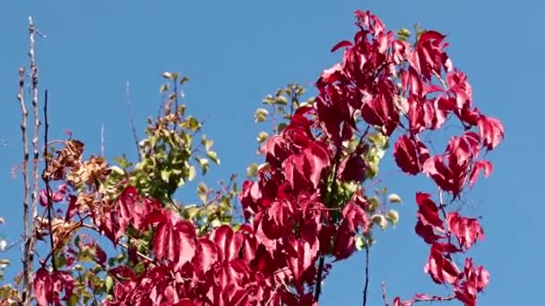 Folhas Vermelhas Brilhantes Planta Contra Céu Azul — Vídeo de Stock