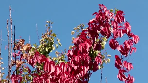 青い空に向かって植物の鮮やかな赤の葉が — ストック動画