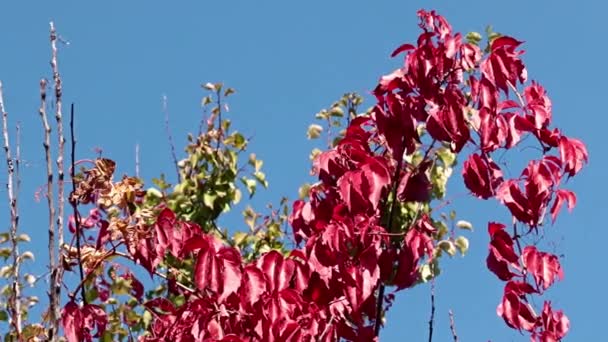 Jasne Czerwone Liście Rośliny Przeciwko Błękitnemu Niebu — Wideo stockowe