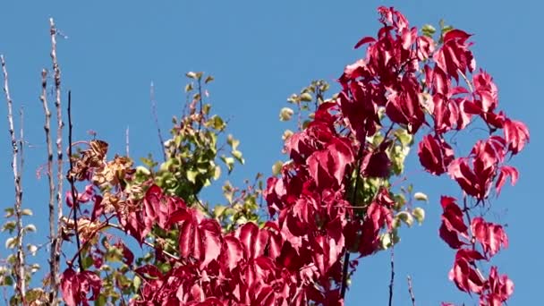 青い空に向かって植物の鮮やかな赤の葉が — ストック動画