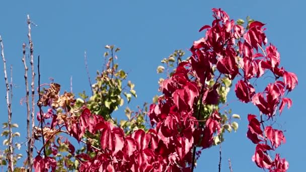 Hojas Color Rojo Brillante Planta Contra Cielo Azul — Vídeo de stock