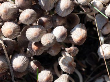 Orman ağacı mantarları vahşi yaşamın bir elementi.