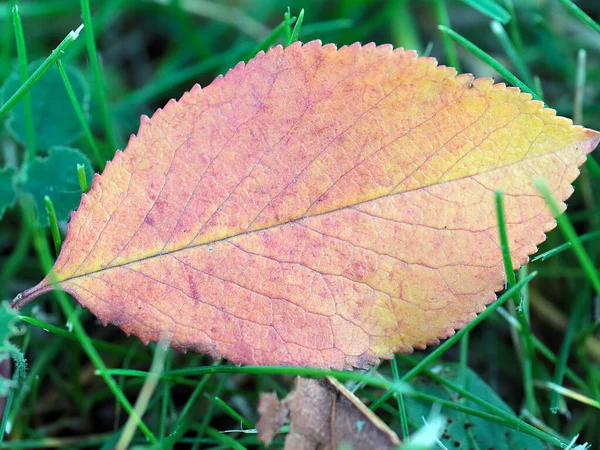 木の紅葉は緑の草の上にあり — ストック写真