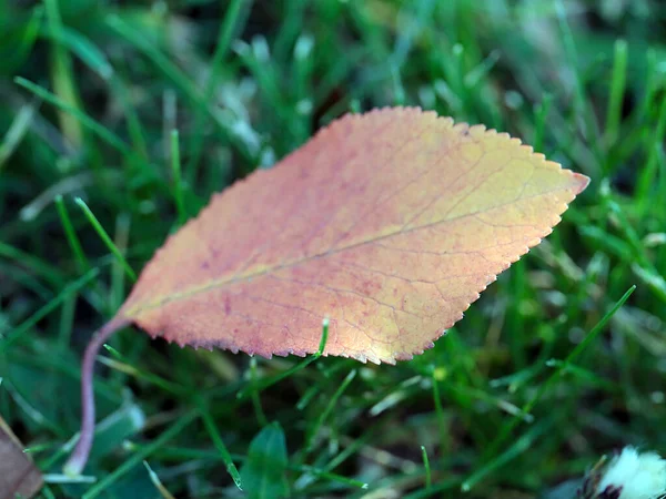 木の紅葉は緑の草の上にあり — ストック写真