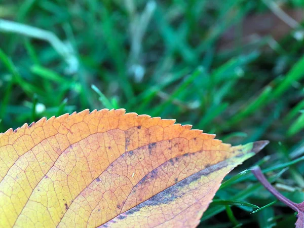 Herfst Blad Van Boom Ligt Het Groene Gras — Stockfoto