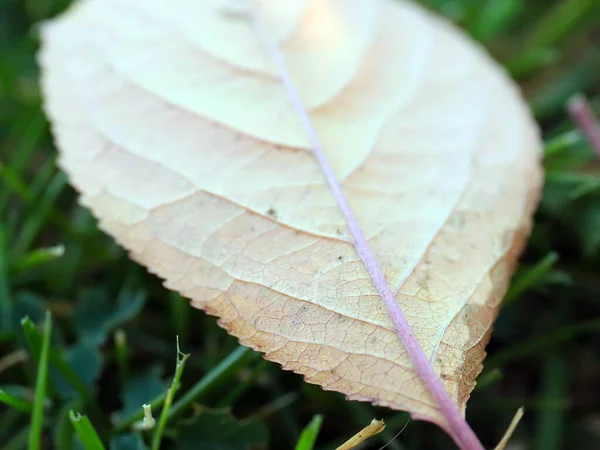 Herbstblatt Des Baumes Liegt Auf Dem Grünen Gras — Stockfoto