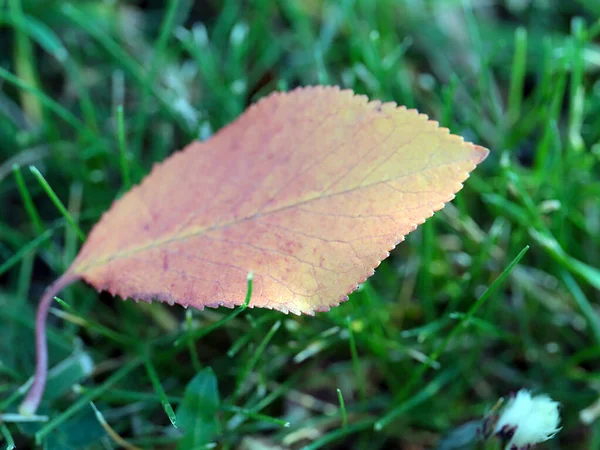 木の紅葉は緑の草の上にあり — ストック写真