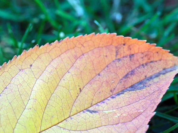 Hoja Otoño Del Árbol Encuentra Hierba Verde — Foto de Stock