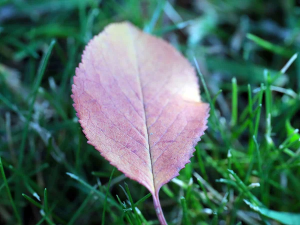 Jesienny Liść Drzewa Leży Zielonej Trawie — Zdjęcie stockowe