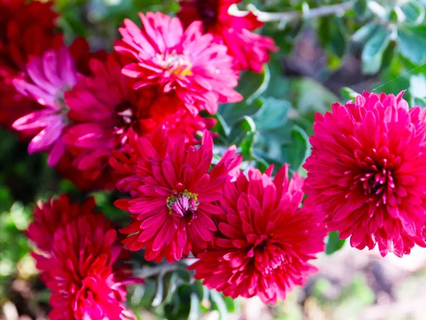 Large Bright Red Chrysanthemum Garden Field — Stock Photo, Image