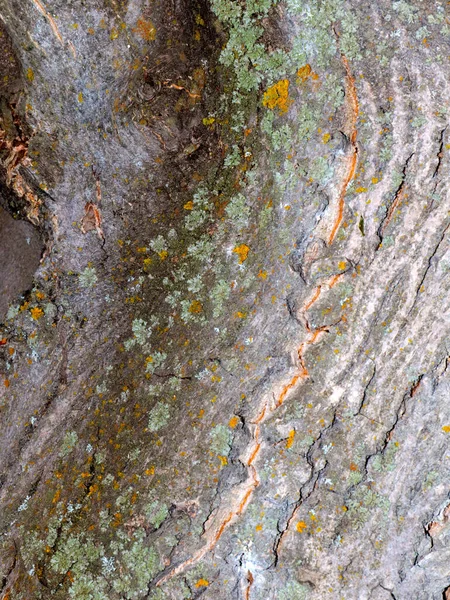 Líquen Musgo Casca Uma Árvore Velha — Fotografia de Stock