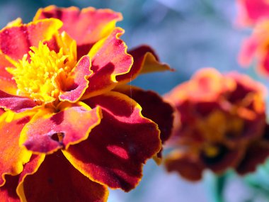 çok renkli çiçek bahçesi kasımpatısı bahçeyi süslüyor