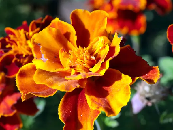 Jardin Fleurs Multicolores Chrysanthème Décore Parcelle Jardin — Photo