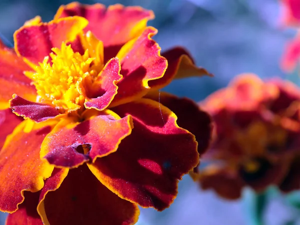 Jardin Fleurs Multicolores Chrysanthème Décore Parcelle Jardin — Photo