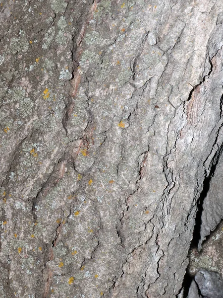 Lichen Mousse Sur Écorce Vieil Arbre — Photo