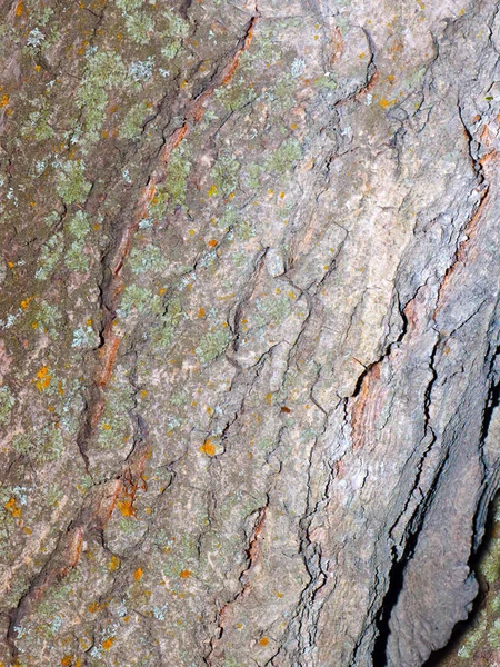 Lichene Muschio Sulla Corteccia Vecchio Albero — Foto Stock