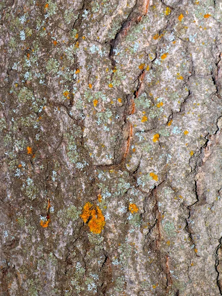 Líquen Musgo Casca Uma Árvore Velha — Fotografia de Stock