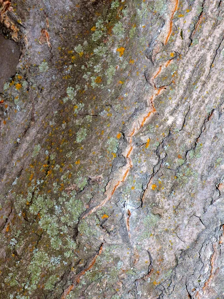 Lišejník Mech Kůře Starého Stromu — Stock fotografie