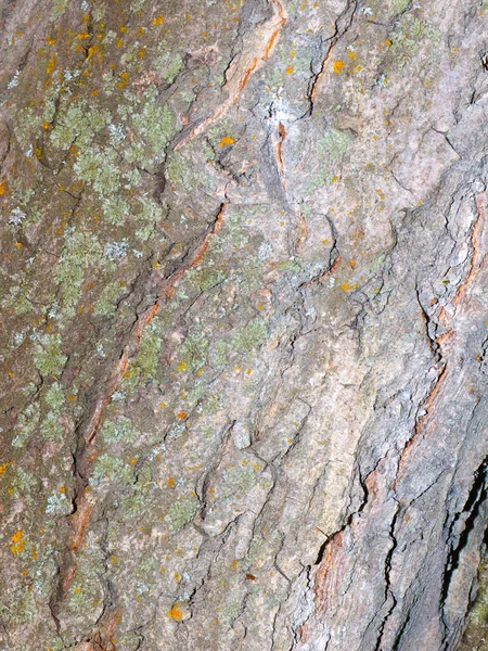 Lišejník Mech Kůře Starého Stromu — Stock fotografie