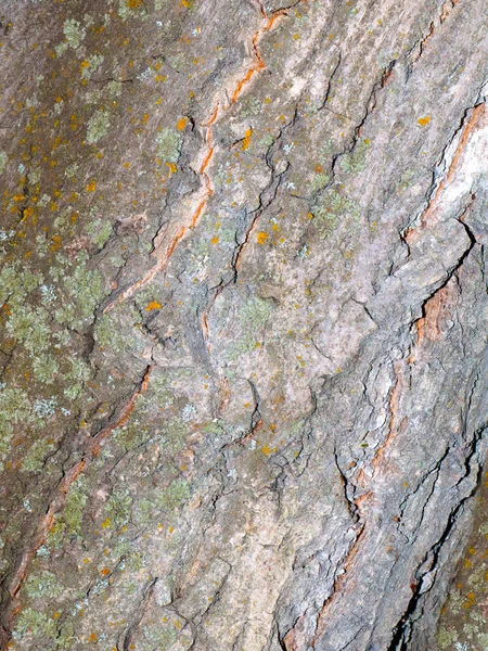 Lichene Muschio Sulla Corteccia Vecchio Albero — Foto Stock