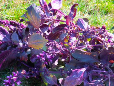 Güzel, taze, tıbbi bahçe basiliği çalısı.