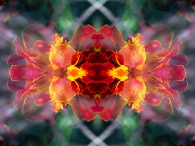 Ayna aracılığıyla vahşi yaşamı vurarak oluşan bağı özetleyin.