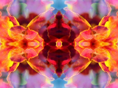 Ayna aracılığıyla vahşi yaşamı vurarak oluşan bağı özetleyin.