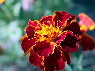 Bahçe süsü olarak güzel sarı kasımpatı.