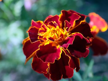 Bahçe süsü olarak güzel sarı kasımpatı.