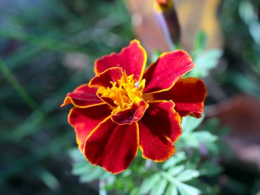 Bahçe süsü olarak güzel sarı kasımpatı.