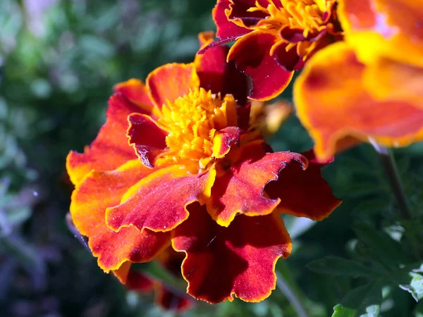 Belo Crisântemo Amarelo Como Uma Decoração Jardim — Fotografia de Stock