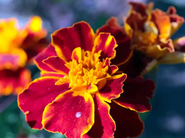 Belo Crisântemo Amarelo Como Uma Decoração Jardim — Fotografia de Stock