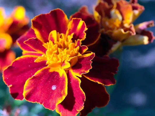 Beau Chrysanthème Jaune Comme Décoration Jardin — Photo