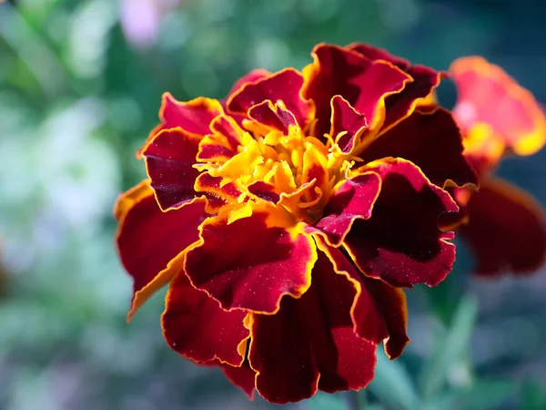 Hermoso Crisantemo Amarillo Como Decoración Jardín —  Fotos de Stock