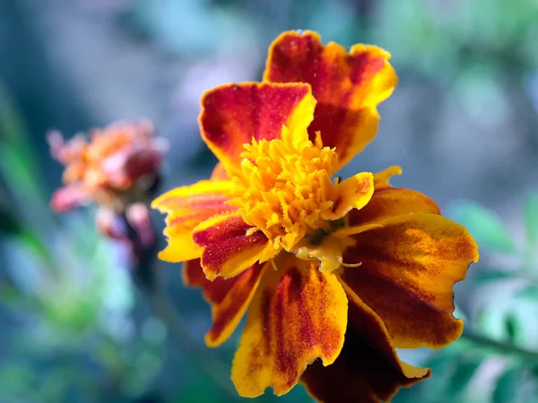 Krásná Žlutá Chryzantéma Jako Zahradní Dekorace — Stock fotografie