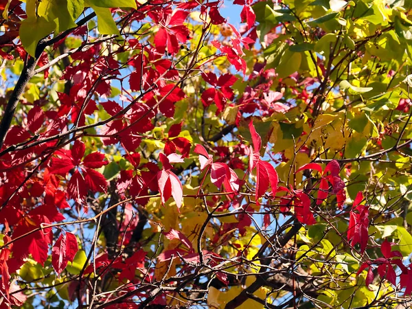 Helder Rode Bladeren Takken Van Een Herfstplant — Stockfoto