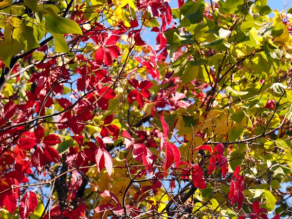 Folhas Vermelhas Brilhantes Nos Ramos Uma Planta Outono — Fotografia de Stock