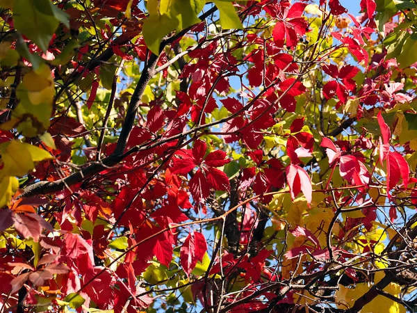 秋の植物の枝に鮮やかな赤の葉があり — ストック写真