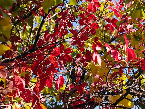 Bright Red Leaves Branches Autumn Plant — Stock Photo, Image