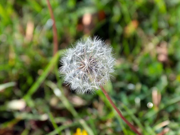 Schöne Antenne Löwenzahn Blume Auf Grünem Rasen Gras — Stockfoto