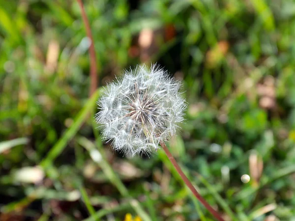 Schöne Antenne Löwenzahn Blume Auf Grünem Rasen Gras — Stockfoto