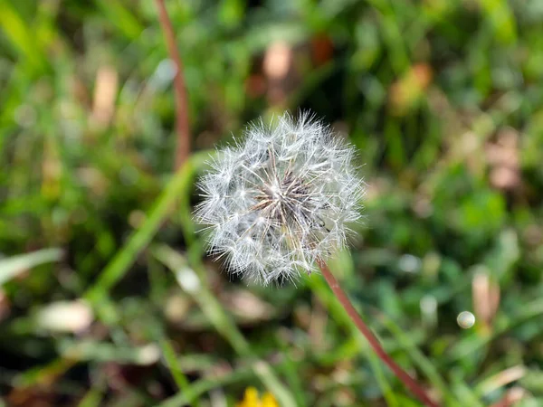 Schöne Antenne Löwenzahn Blume Auf Grünem Rasen Gras — Stockfoto