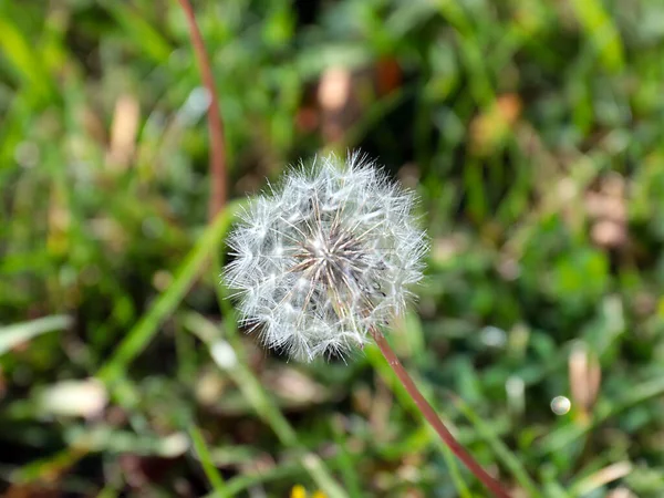 Schöne Antenne Löwenzahn Blume Auf Grünem Rasen Gras — Stockfoto