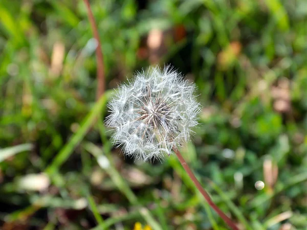 Härlig Antenn Maskros Blomma Grön Gräsmatta Gräs — Stockfoto