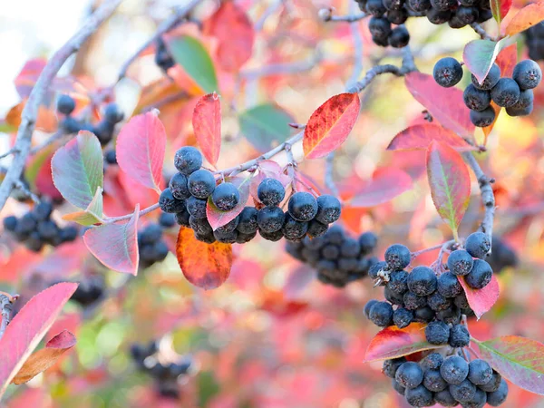 Vackra Chokeberry Frukter Som Del Höstskörden — Stockfoto