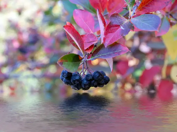 Beaux Fruits Myrtille Dans Cadre Récolte Automne — Photo