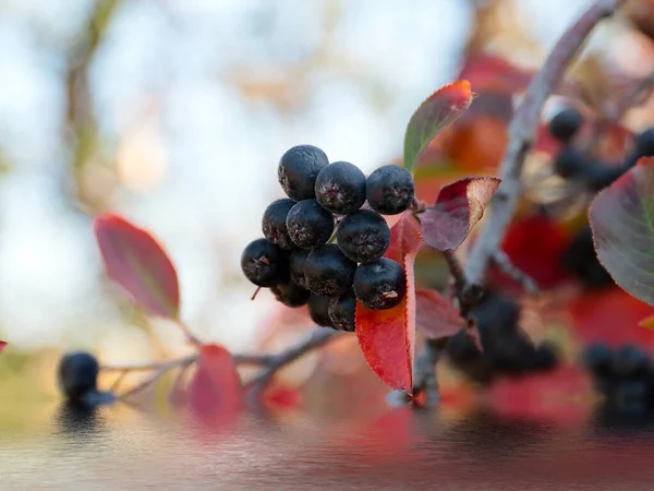 Bellissimi Frutti Chokeberry Come Parte Del Raccolto Autunnale — Foto Stock