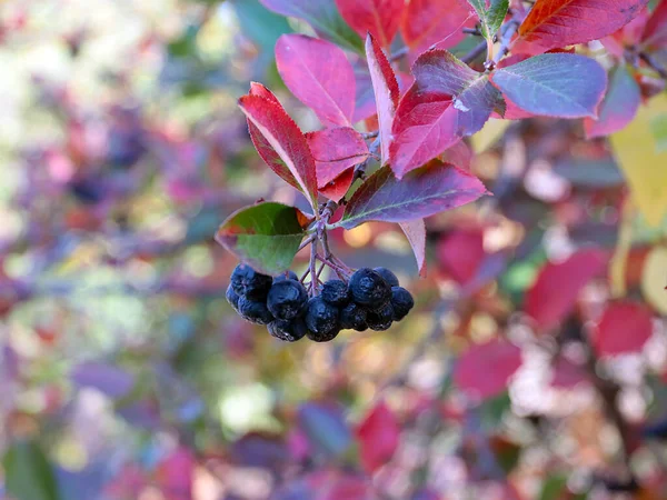 Όμορφα Φρούτα Chokeberry Μέρος Της Φθινοπωρινής Συγκομιδής — Φωτογραφία Αρχείου