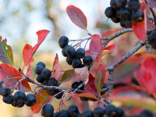 Beautiful Chokeberry Fruits Part Autumn Harvest — Stock Photo, Image